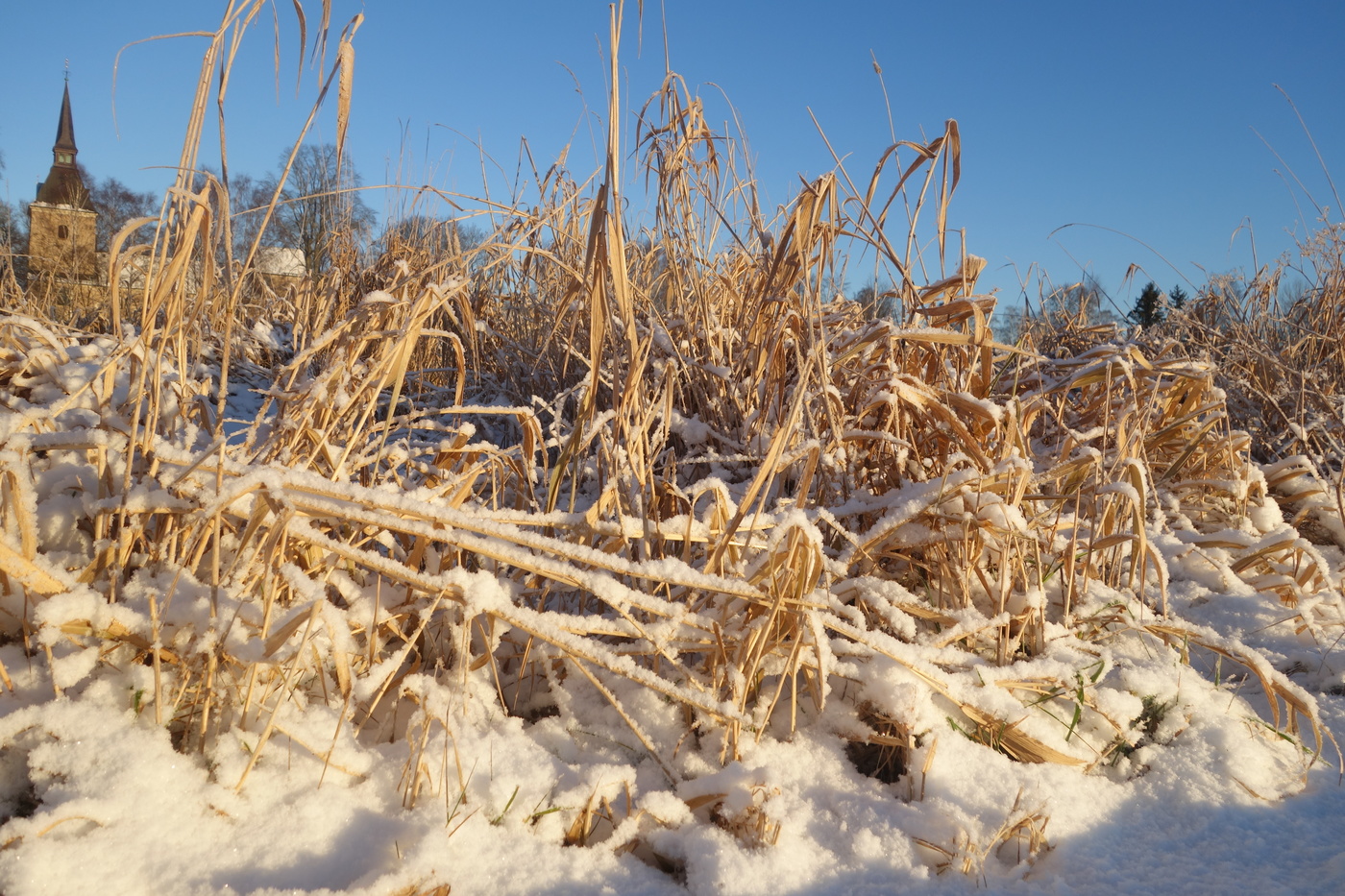 Snöklätt gräs, Liseberg/Örby