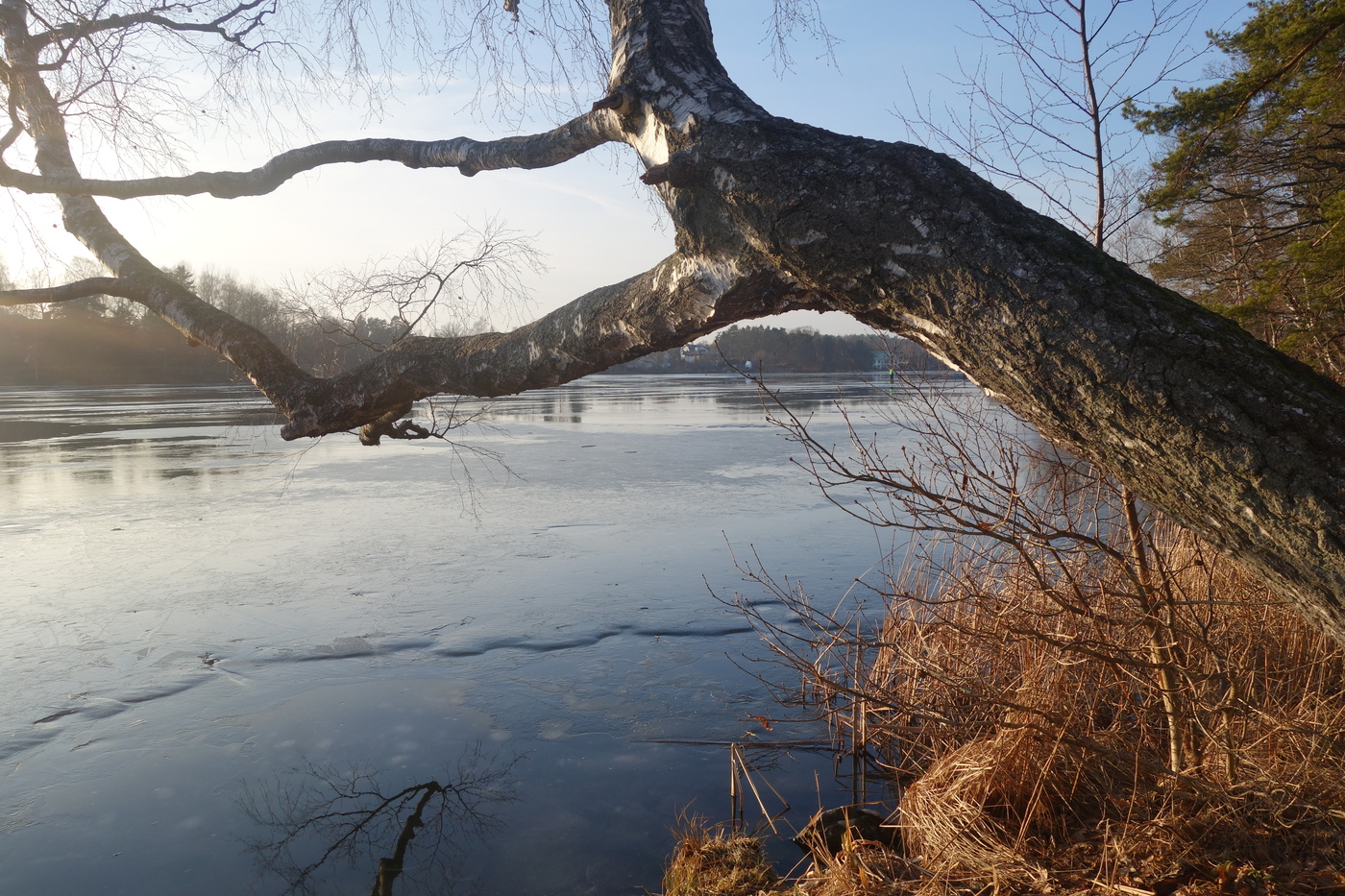 Träd ut över Långsjön