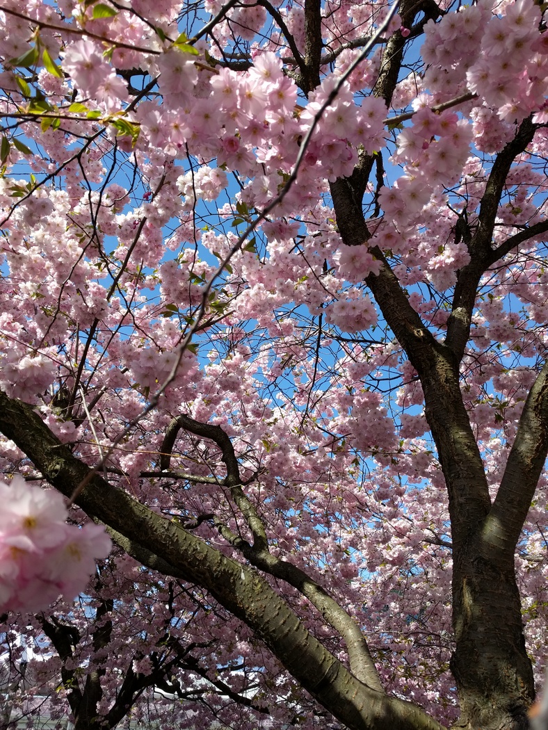 Körbärsträd, Kungsträdgårder