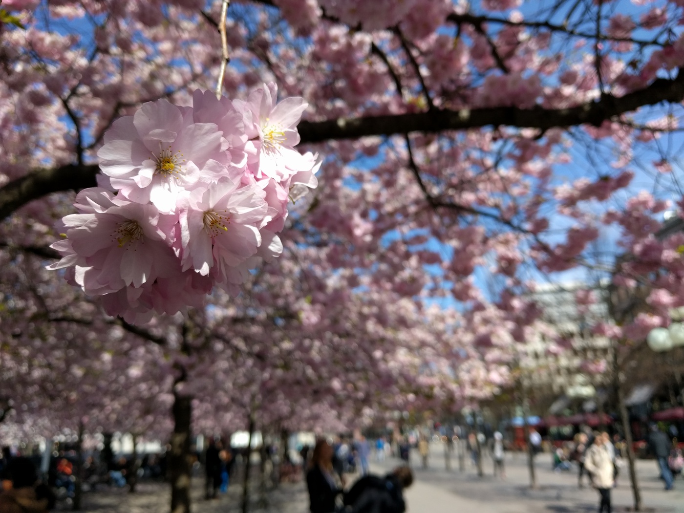 Körbärsträd, Kungsträdgårder