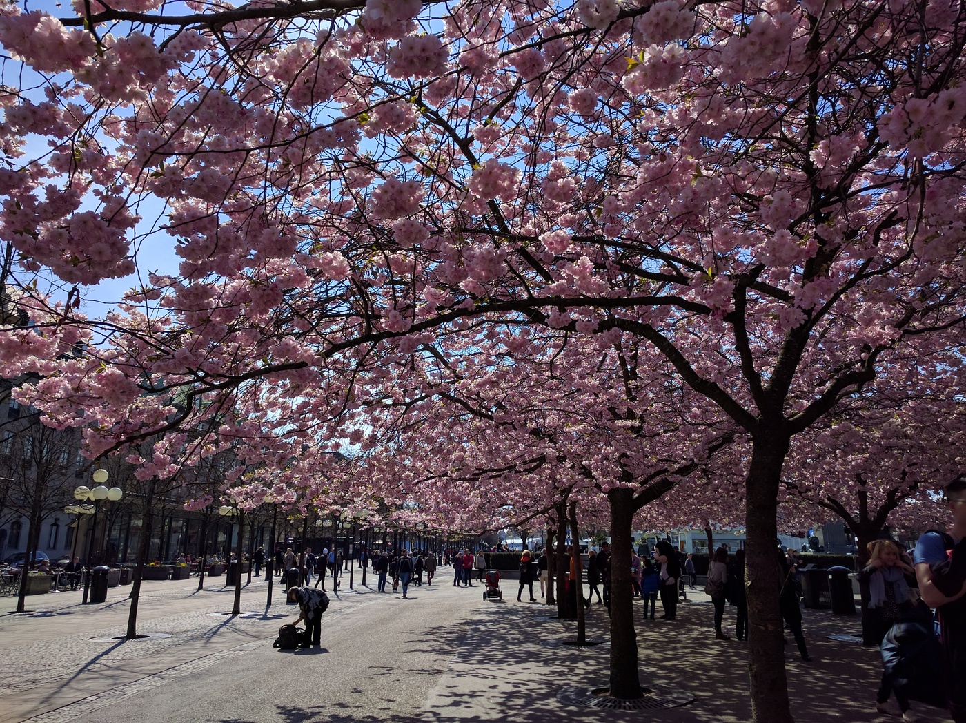 Körbärsträd, Kungsträdgårder