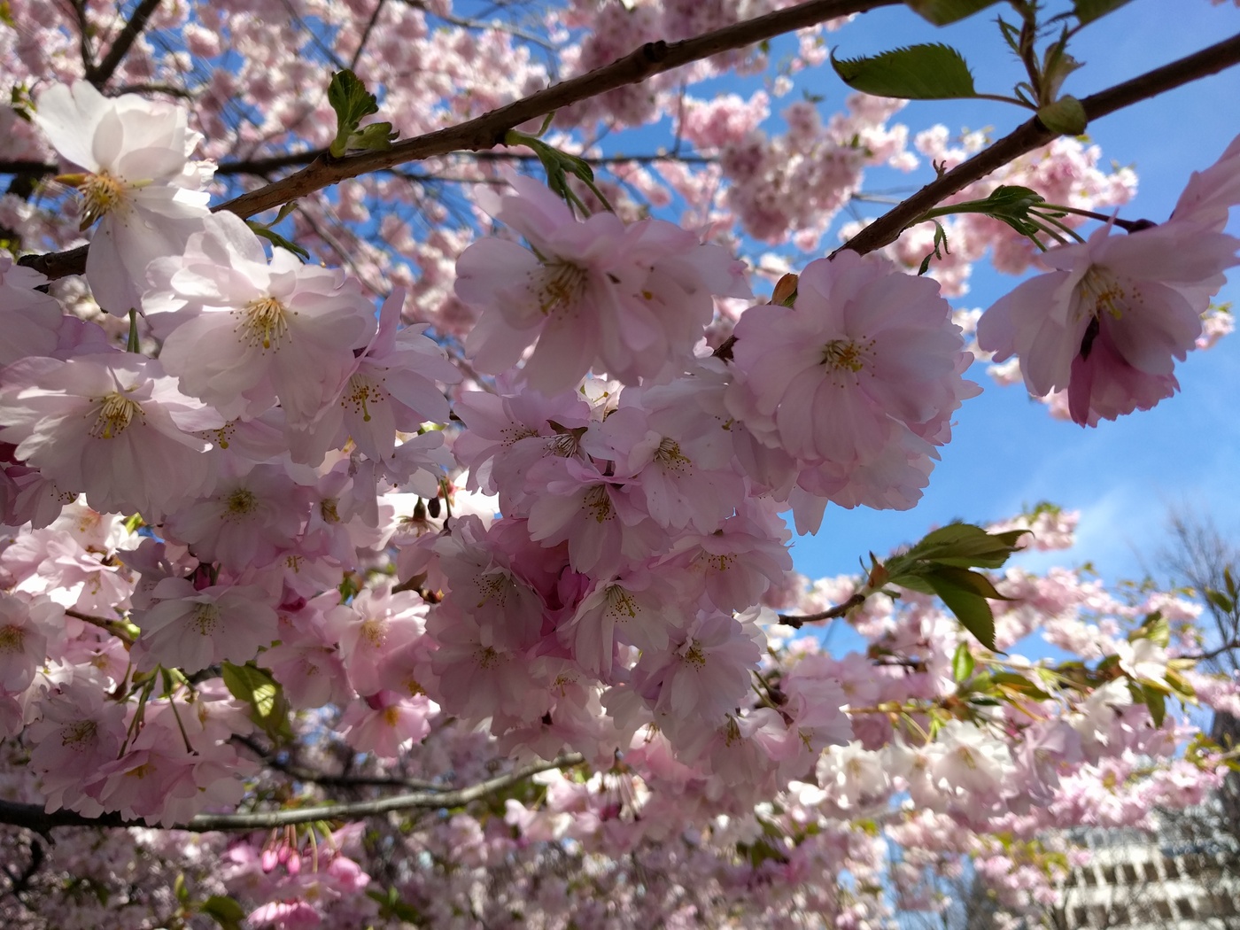 Körbärsträd, Kungsträdgårder