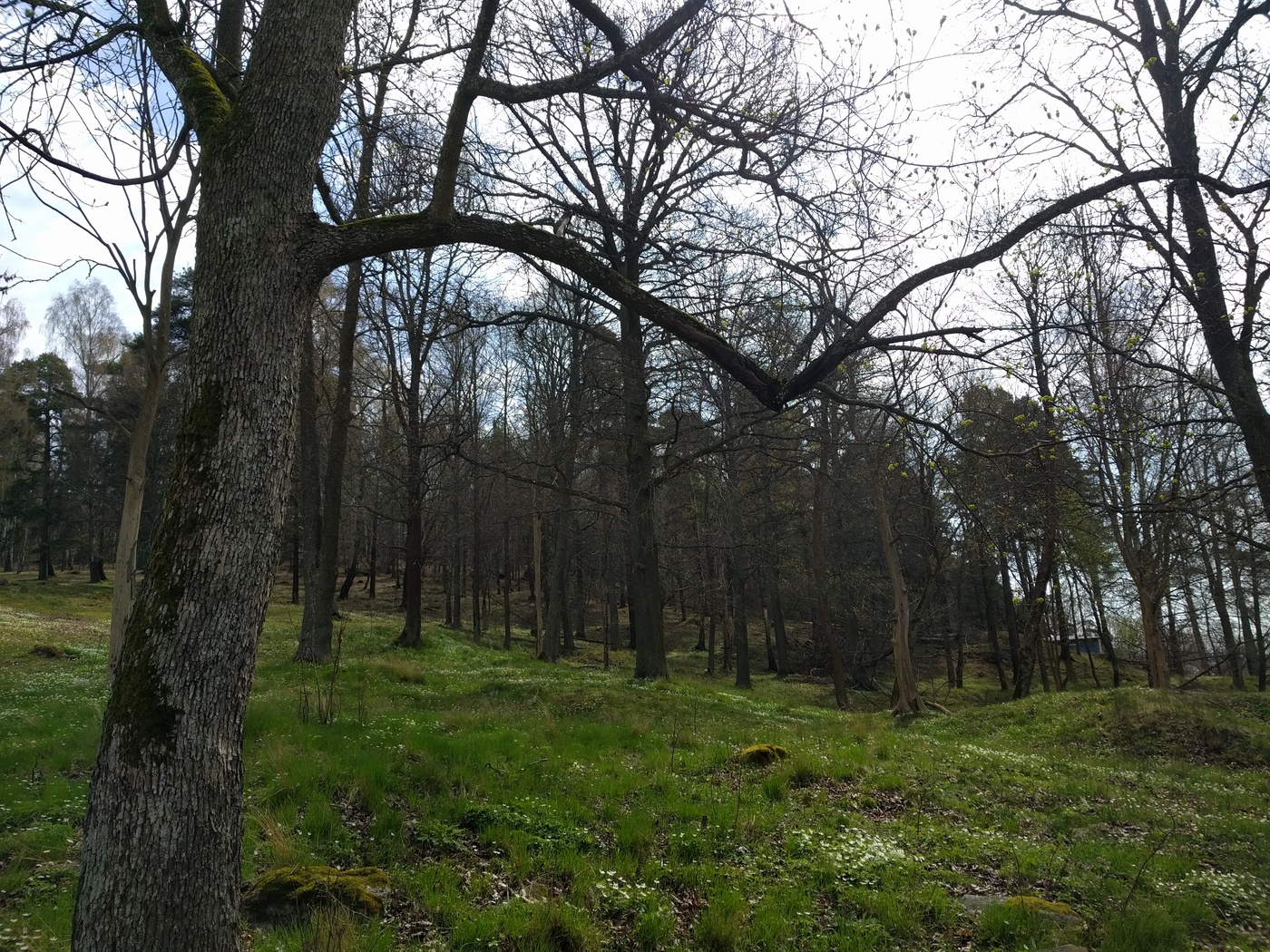 Vitsippor i hage, Vårby