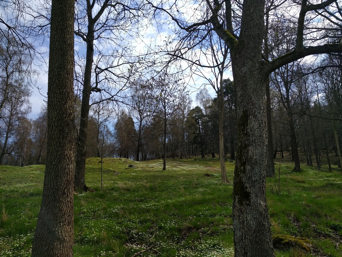 Vitsippor i hage, Vårby