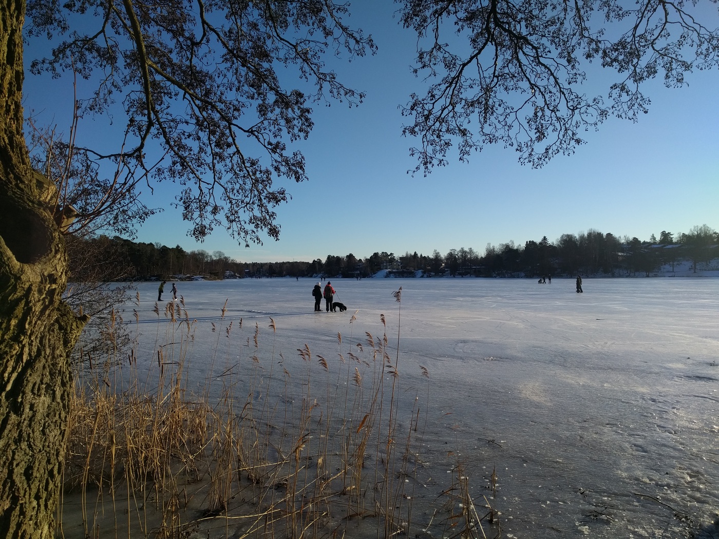 Soligt på Långsjön, med lagd is