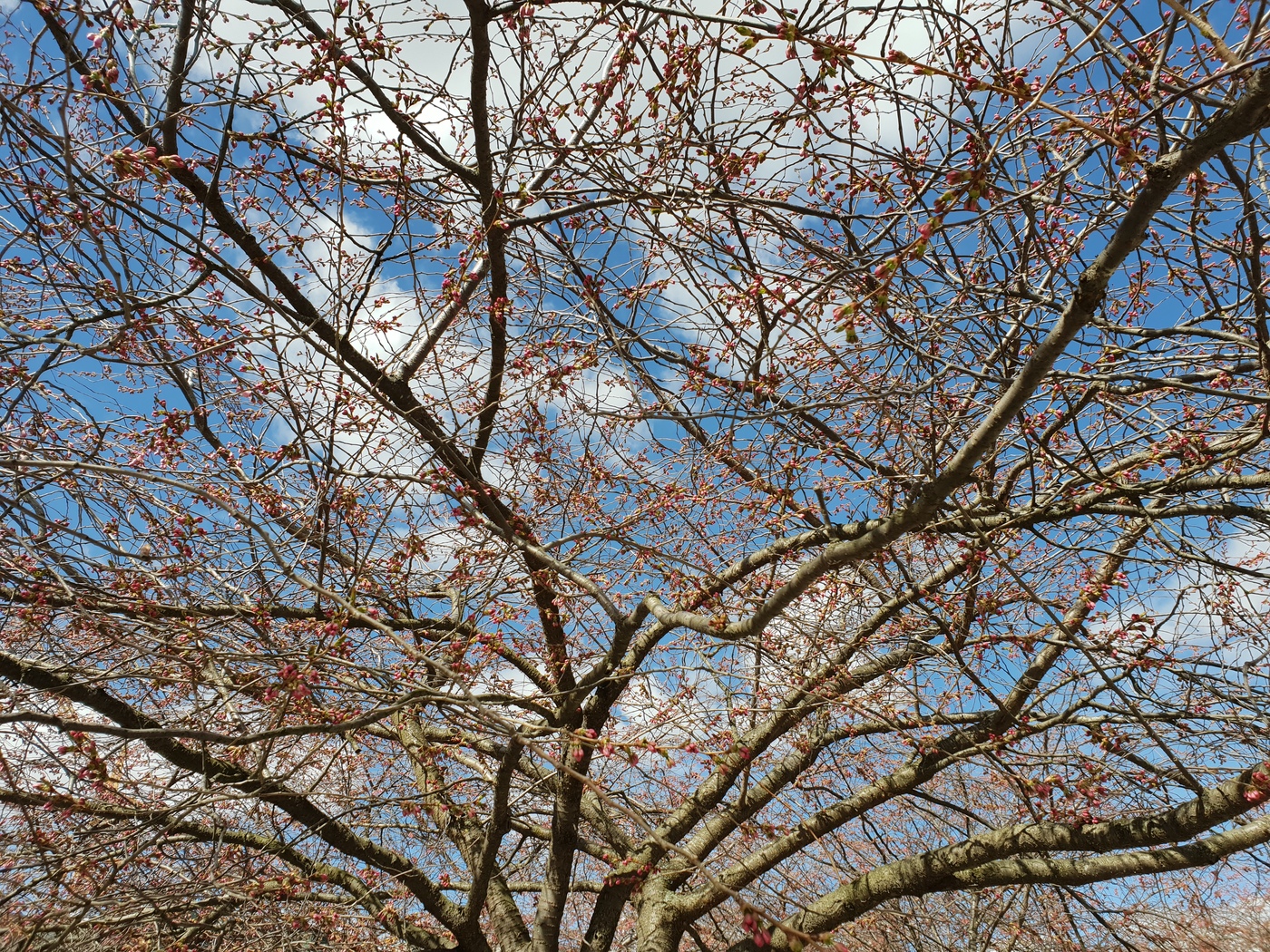 Körsbärsträd, Kungsträdgården, 2018-04-22