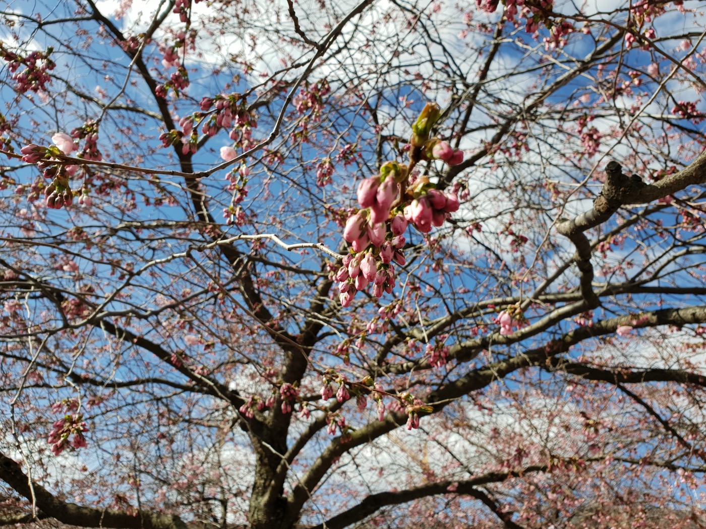 Körsbärsträd, Kungsträdgården, 2018-04-22