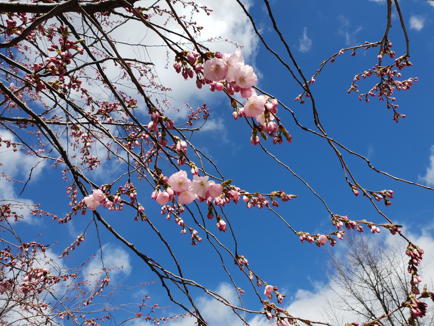 Körsbärsträd, Kungsträdgården, 2018-04-22