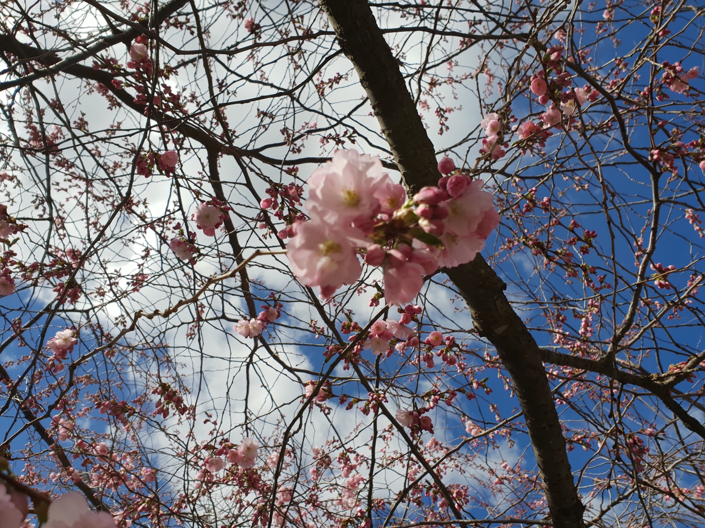 Körsbärsträd, Kungsträdgården, 2018-04-22