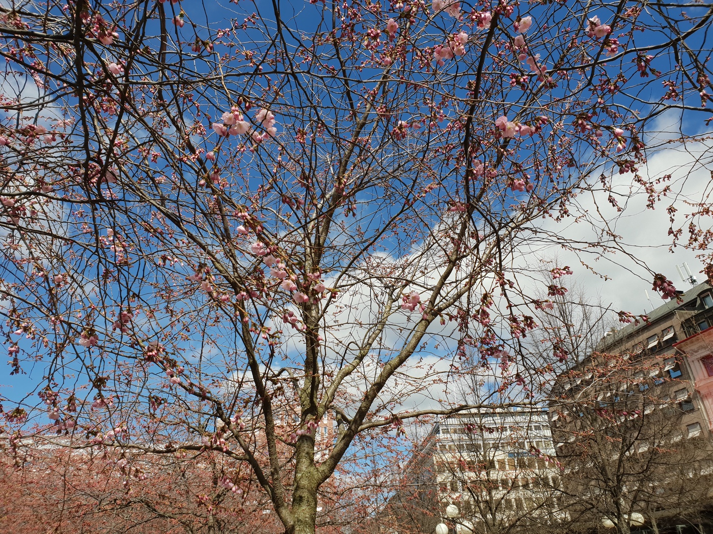 Körsbärsträd, Kungsträdgården, 2018-04-22