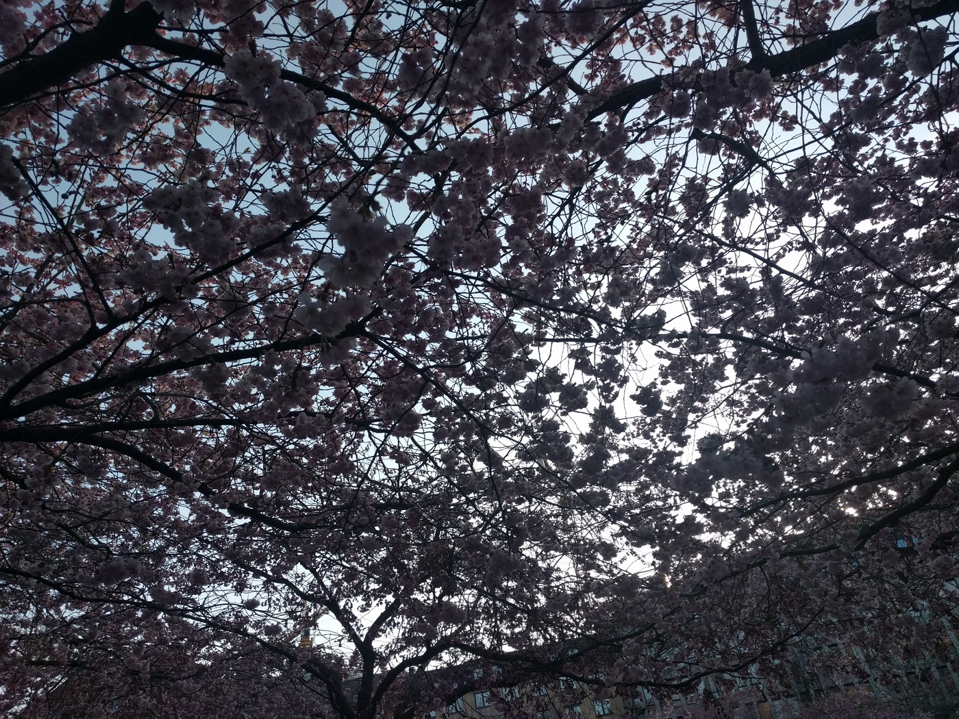 Körsbärsträd, Kungsträdgården 2017-04-19